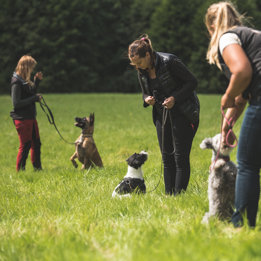 Hundkurser